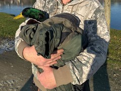 Opeřenec v nesnázích! Strážníci zachránili kačera, který přimrzl na rybníku u Židlochovic