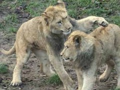 Lvíčata ze Zoo Hodonín se podrobila testu DNA. Jedno z nich v únoru odjede Lvíčata ze Zoo Hodonín se podrobila testu DNA. Jedno z nich v únoru odjede