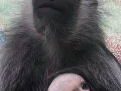 První mládě roku v Zoo Hodonín se objevilo v pavilonu primátů. Je zajímavé zbarvením První mládě roku v Zoo Hodonín se objevilo v pavilonu primátů. Je zajímavé zbarvením