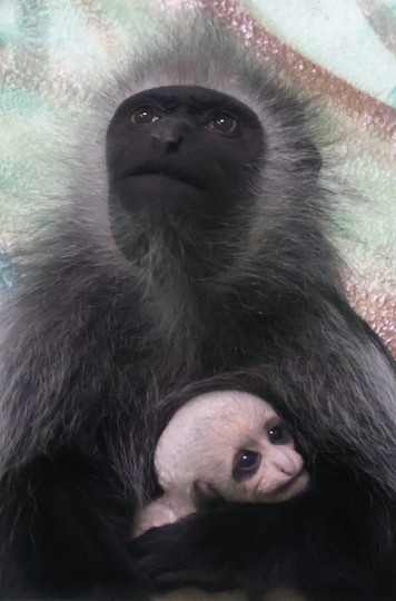 Gueréza samice + mládě IMG_0328.jpg