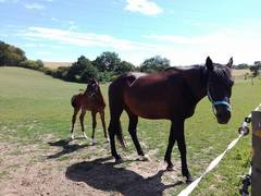 Jezdecká škola SVČ Majáku Vyškov ukončí svůj provoz