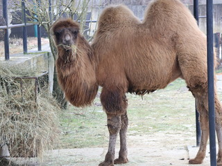 Velbloudí mládě, které přišlo o matku, je už soběstačné. Zoo Hodonín ale musela změnit chovné plány