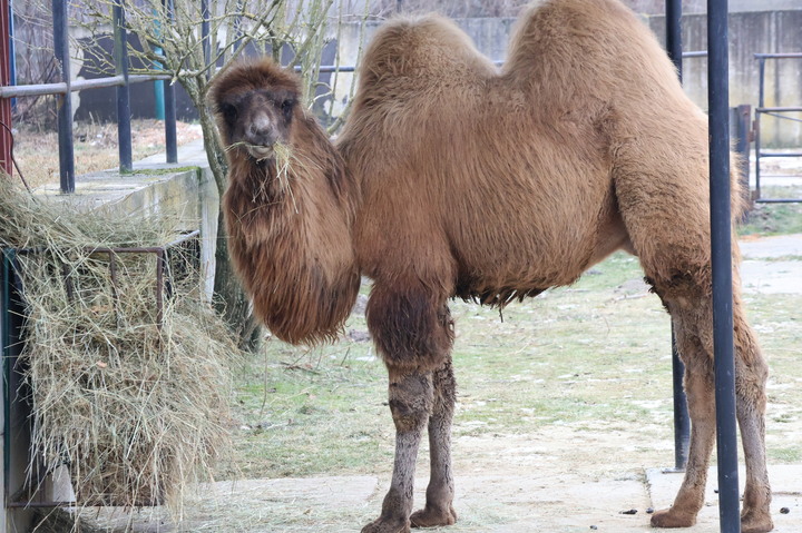 Velbloud mládě Sebastian v současné době  IMG_0488.jpg