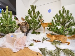 Co dělají pálavská zvířata v zimě? Kdo spí a kdo naopak ne? To se dozvíte na akci Pálava pod peřinou