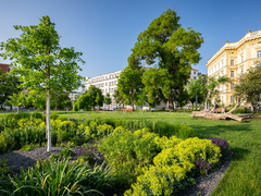 Stromy v historických centrech měst. Webinář o tom, co opravdu funguje