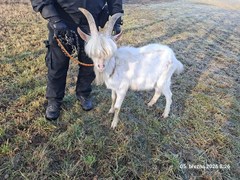 Nečekaný návštěvník Ivančic: u bývalého JZD pobíhal kozel s parádním účesem