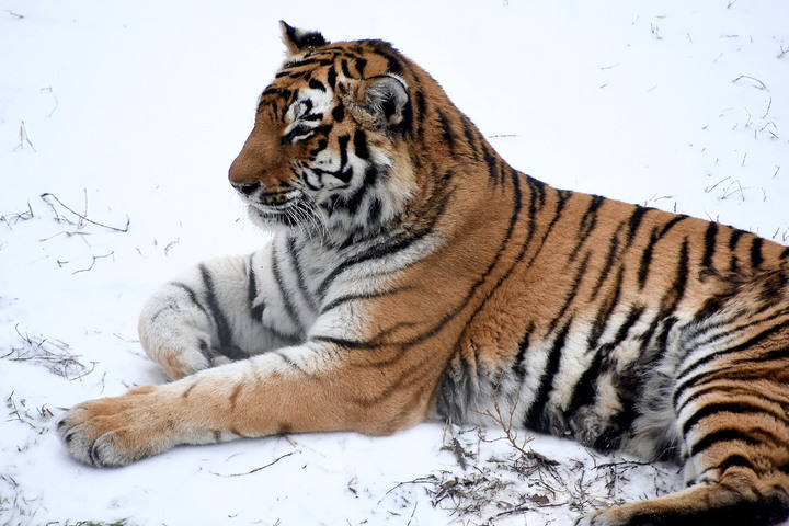 Tygřice Raja ve výběhu y_038.jpg