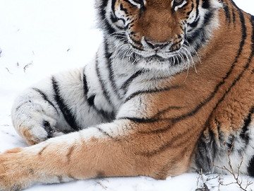 Zoo Hodonín přišla o tygřici. Plánuje nový chov