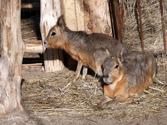 Zoo Hodonín má nový druh – mary stepní