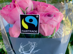 Všechny kytice nejsou etické: Podpořte lokální pěstitelky na Blanensku i v Boskovicích