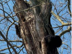 V Přibicích proběhl ořez stoletých jerlínů, představovaly bezpečnostní rizko