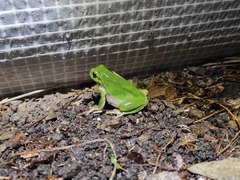 Zaměstnanci městského úřadu v Moravském Krumlově pomáhají obojživelníkům bezpečně přes silnici