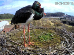 Milínské hnízdo zažívá nevídané drama, které odstartoval přílet vzácné návštěvy