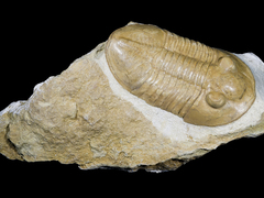 Středočeský kraj podpoří rekonstrukci ve Skryjích, vznikne i nová expozice Památníku Joachima Barranda