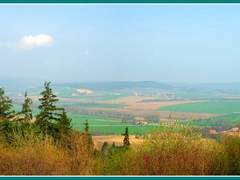 Vandal ve Slavkově navrtal borovici