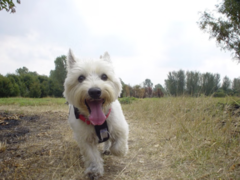Do Nymburka se opět chystá elita českého dogfrisbee