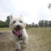 Do Nymburka se opět chystá elita českého dogfrisbee