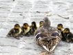 Strážníci převedli kachní rodinku přes rušnou komunikaci Kladna, ta zamířila do nádrže v nemocnici Strážníci převedli kachní rodinku přes rušnou komunikaci Kladna, ta zamířila do nádrže v nemocnici
