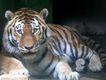 Zoo Hodonín má opět tygra ussurijského Zoo Hodonín má opět tygra ussurijského