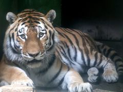 Zoo Hodonín má opět tygra ussurijského Zoo Hodonín má opět tygra ussurijského