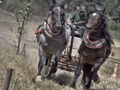 Pátek a sobotu v Rosicích oživí Country letní noc a Vozatajské závody Rosice