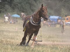 Již tuto sobotu se můžete těšit na letošní Vozatajské závody
