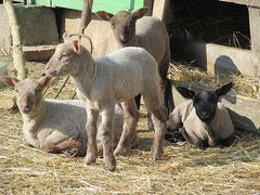 BIO farmaření v Ivančicích. Víte o něm? 