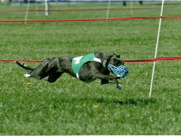Agility Blansko pořádá druhý ročník neoficiálních závodů v coursingu