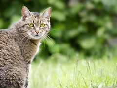 Moravský Krumlov řeší problém zvýšeného počtu koček jejich sterilizací 
