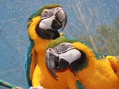 V papouščí zoo v Bošovicích se v zimě líhla mláďata, bylo jich rovnou patnáct