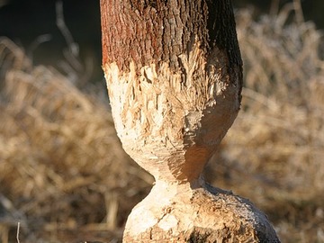 Bobrům na Blanensku se daří. V Doubravici jejich řádění odnesly topoly