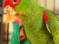 Sezona v papouščí zoo začíná. Nabídne výstavu kraslic i nové přírůstky