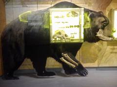 V Barové jeskyni u Habrůvky objevují odborníci pozůstatky prehistorických šelem