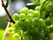 Hornobřízské vinobraní nabídne cimbálovou muziku i večerní hudební program