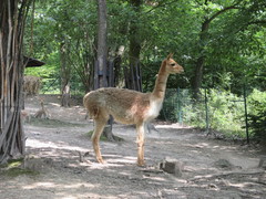 Agresivní psi zabili v brněnské zoo mláďata lamy
