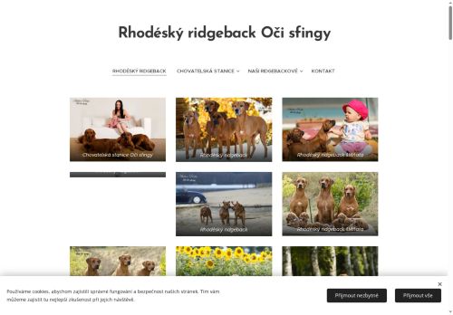 Zobrazit webové stránky Rhodéský ridgeback, Rhodéský ridgeback štěňata
