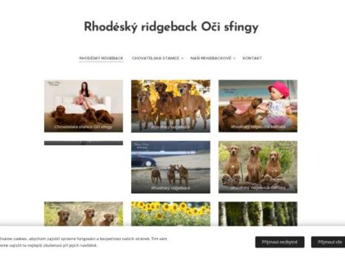 Rhodéský ridgeback, Rhodéský ridgeback štěňata