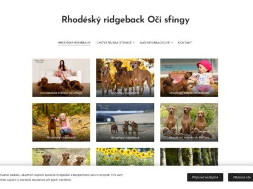 Rhodéský ridgeback, Rhodéský ridgeback štěňata